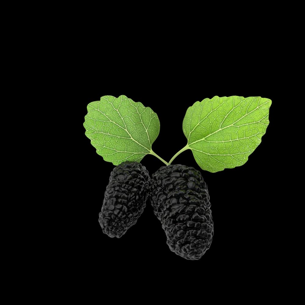 Mulberry gorunum 2